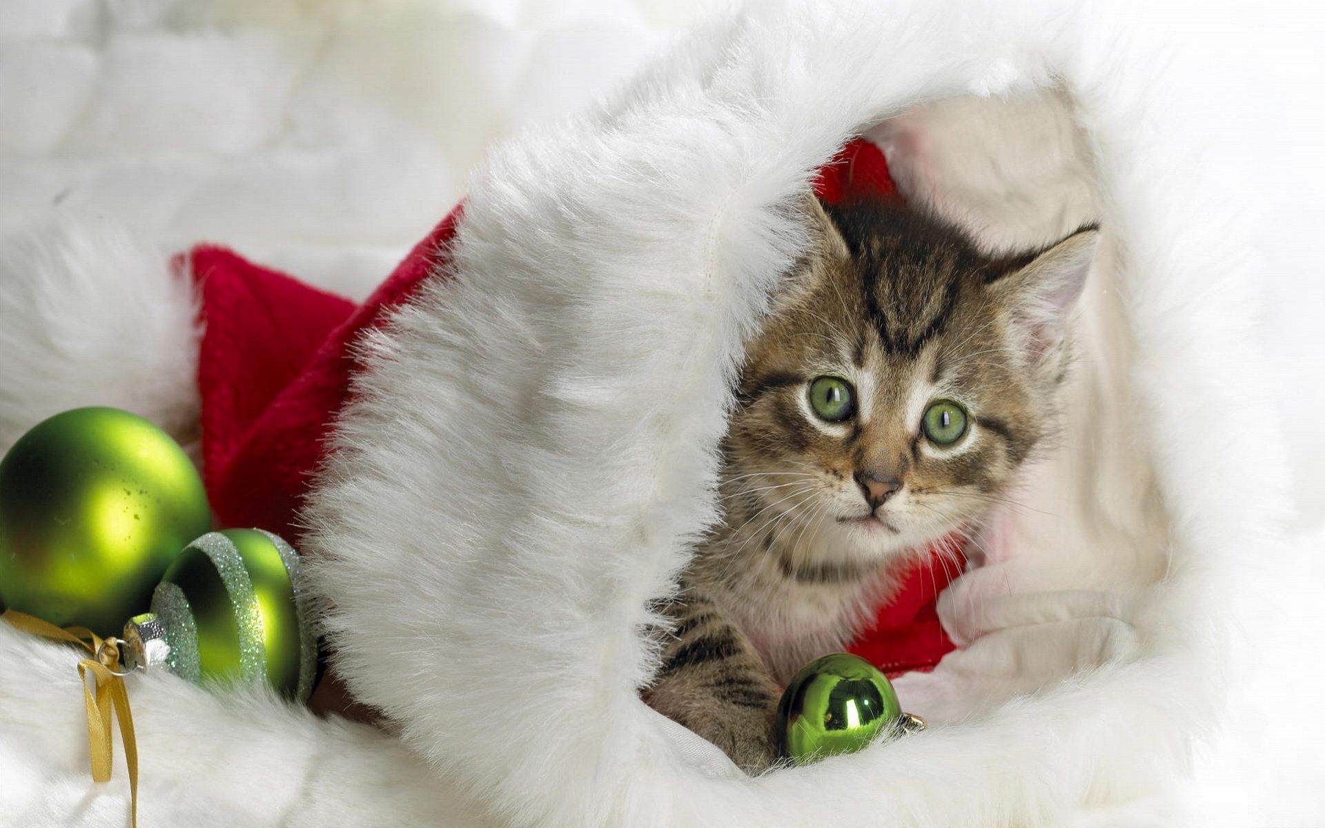 cats, Christmas, kittens wallpaper