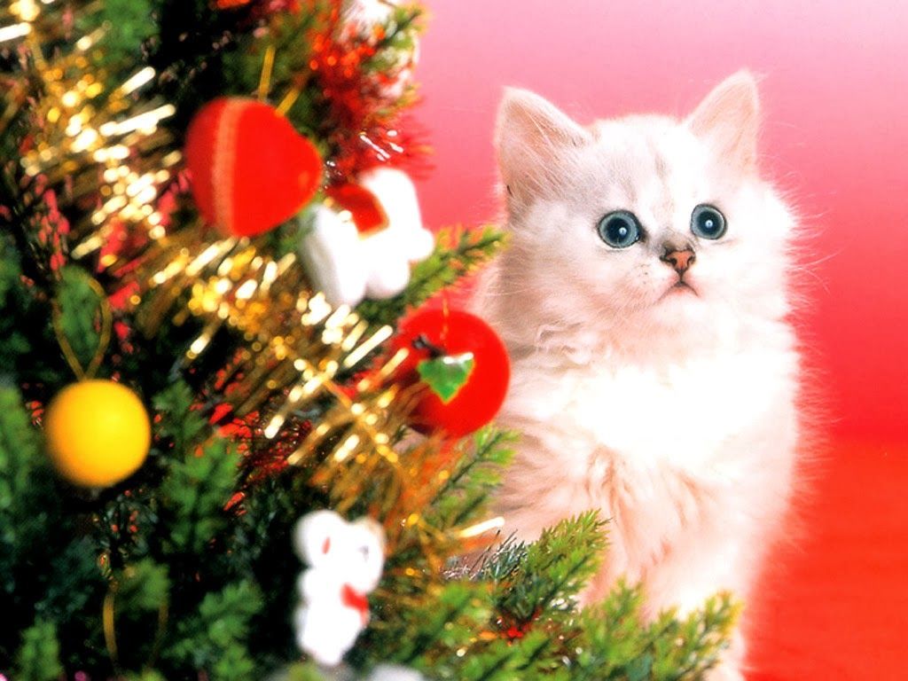 Christmas Cat Background Computer Free