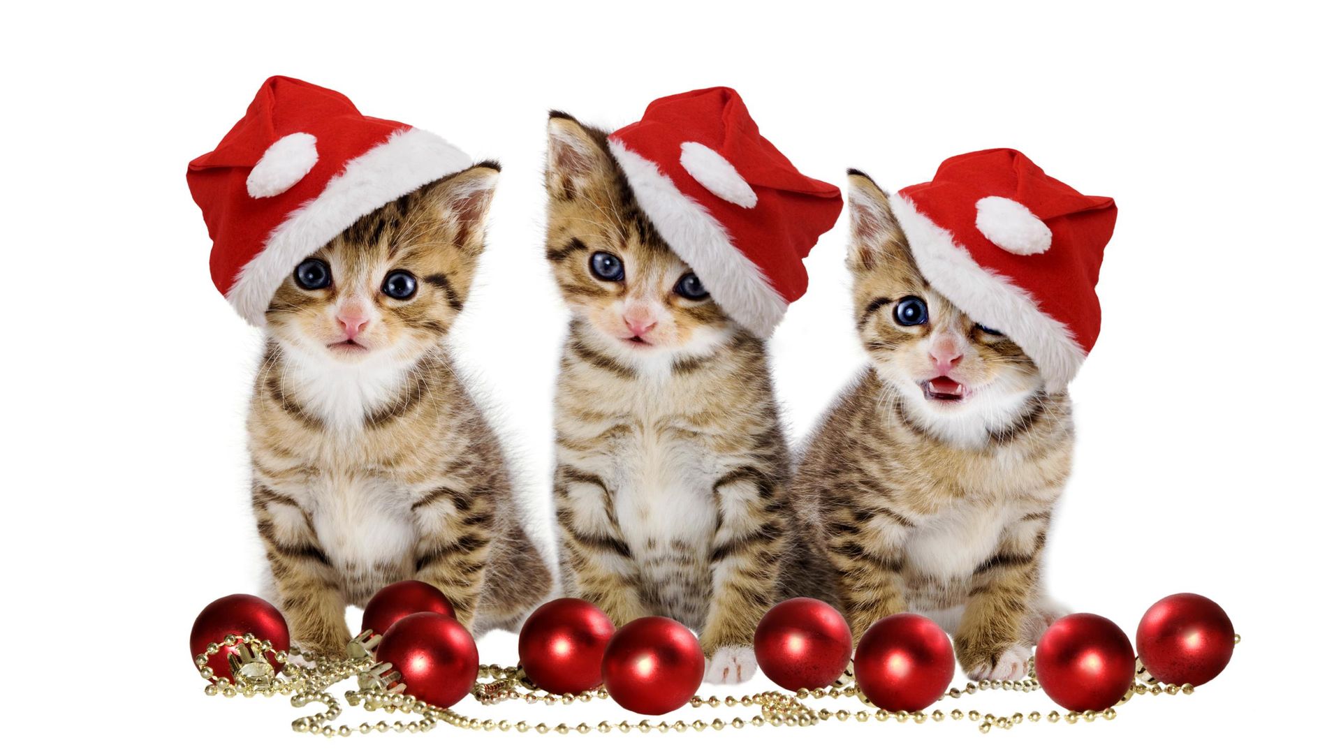 Christmas Kittens with Santa Hat Wallpaper