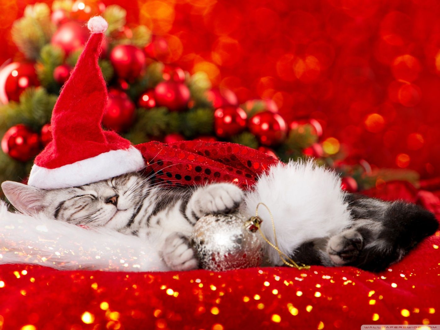 Really cute Christmas kitten Ultra HD Desktop Background Wallpaper for 4K UHD TV, Widescreen & UltraWide Desktop & Laptop, Tablet