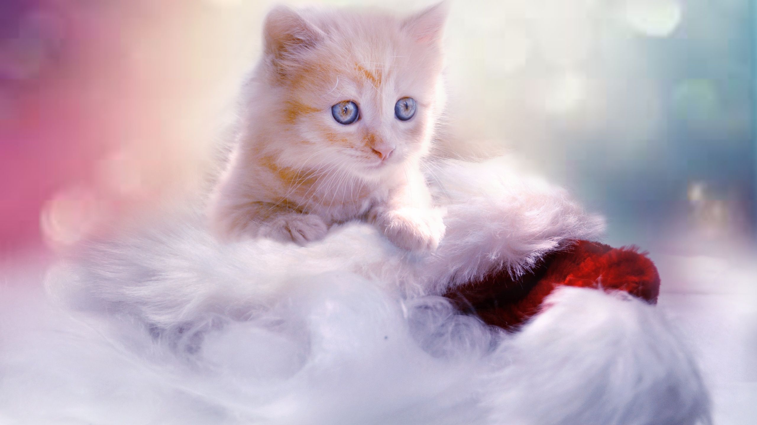Christmas Kitten 1440P Resolution HD 4k Wallpaper, Image, Background, Photo and Picture