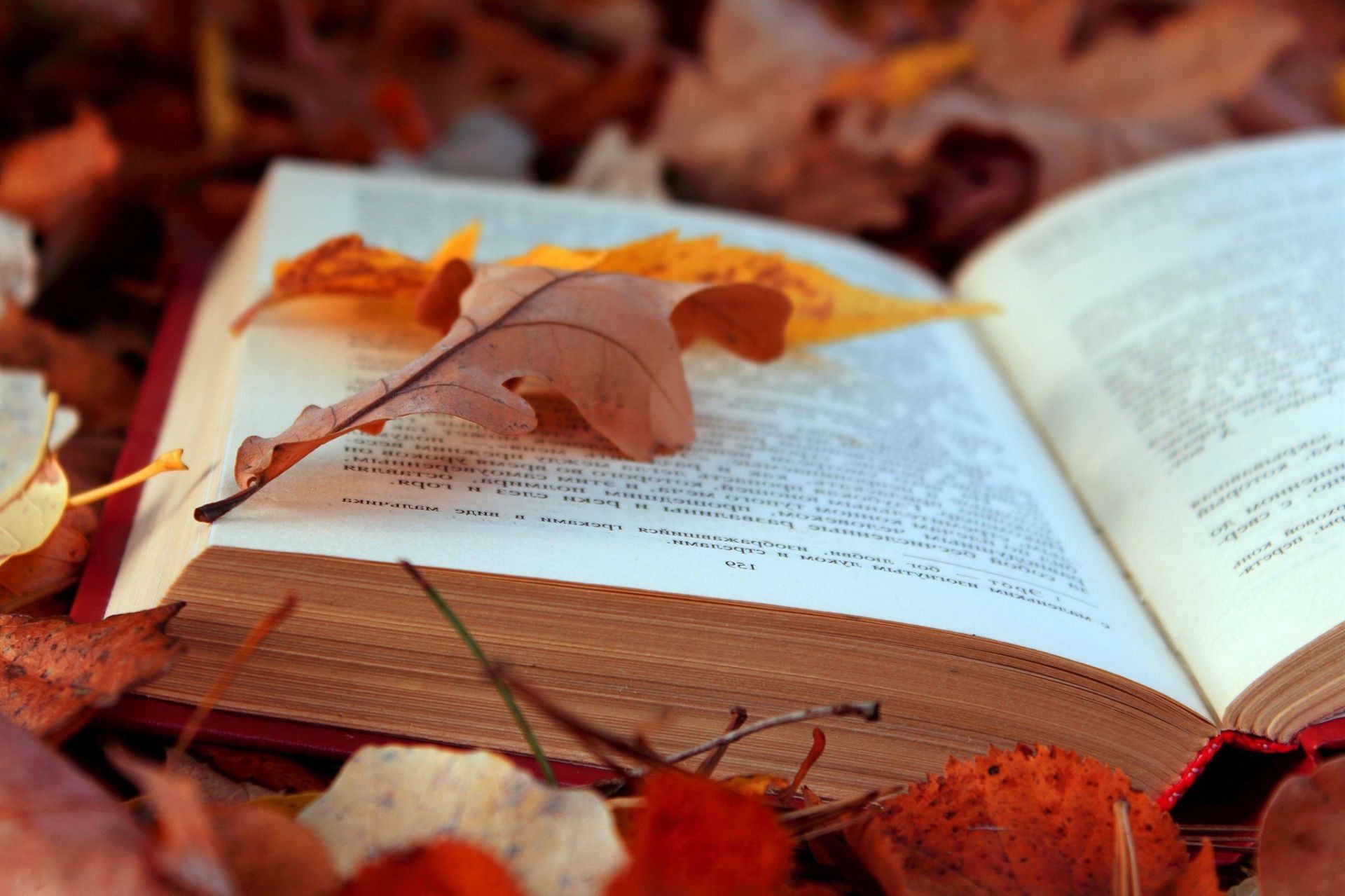 Text book fall foliage leaves
