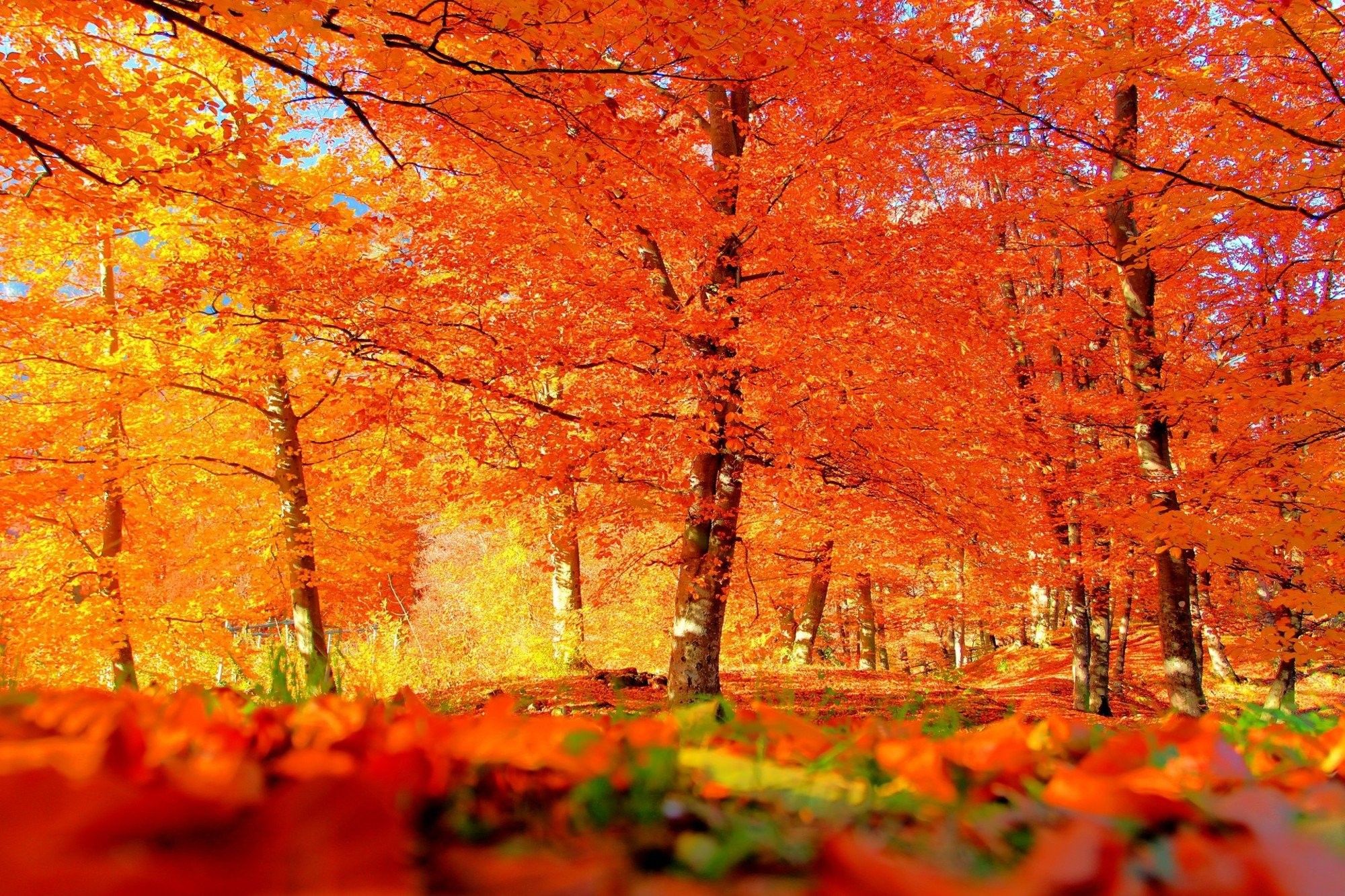 Leaves, Mobile Phone, Forest, Leaf, Fall, Wallpaper For Smart Pnone Desktop Wallpaper, Landscape, Free , Nature, Tree, autumn, gr