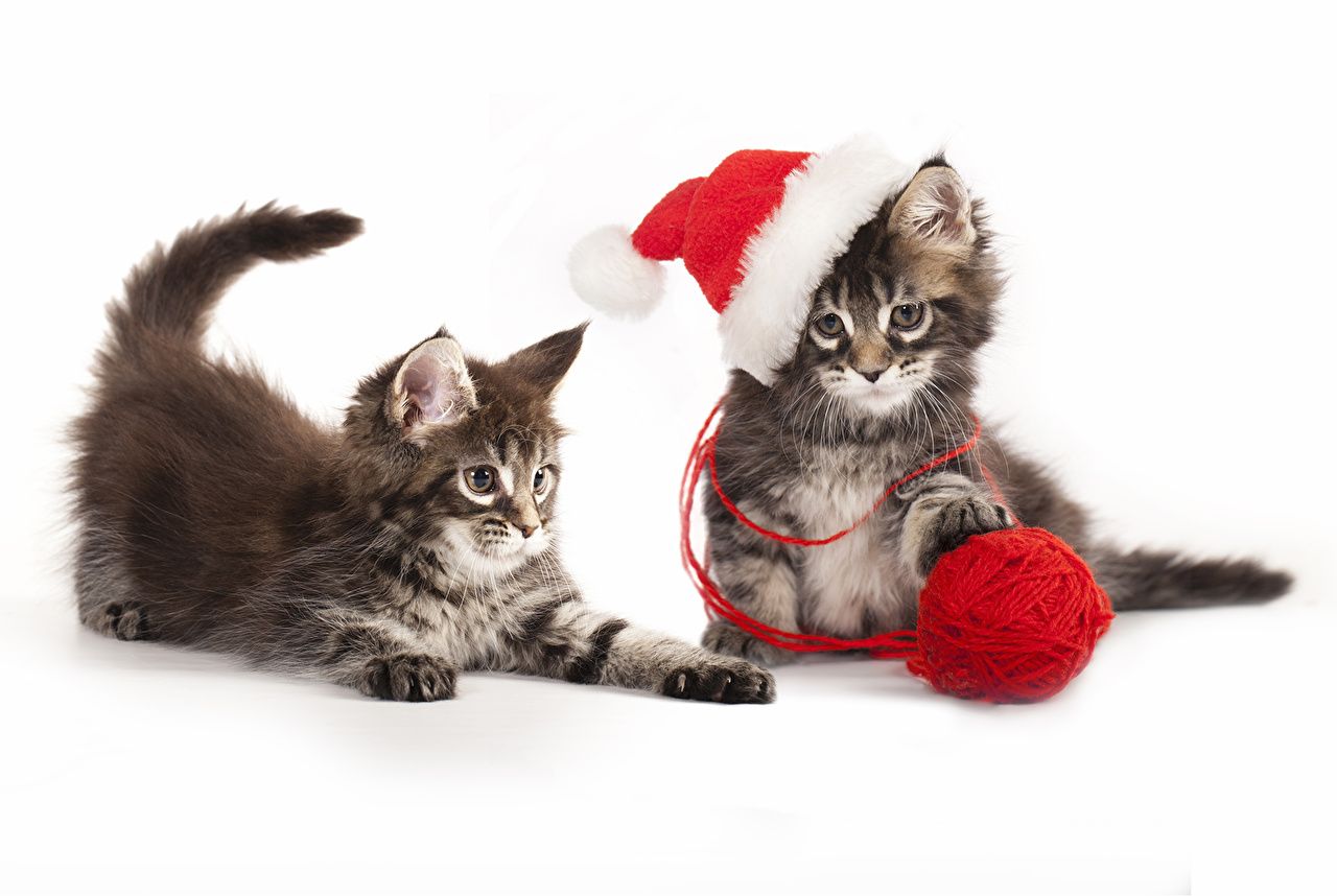Wallpaper Kittens cat Christmas Two Winter hat Animals Holidays