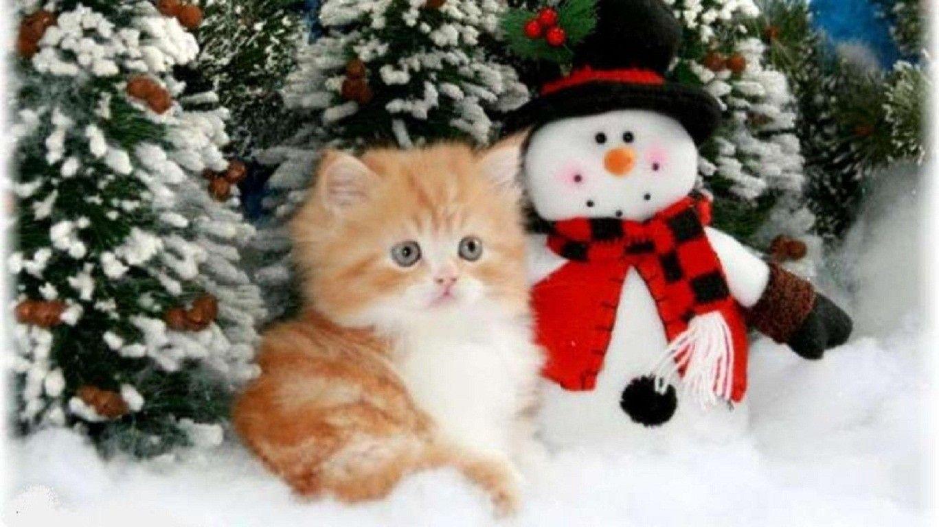 Christmas Wallpaper Kittens