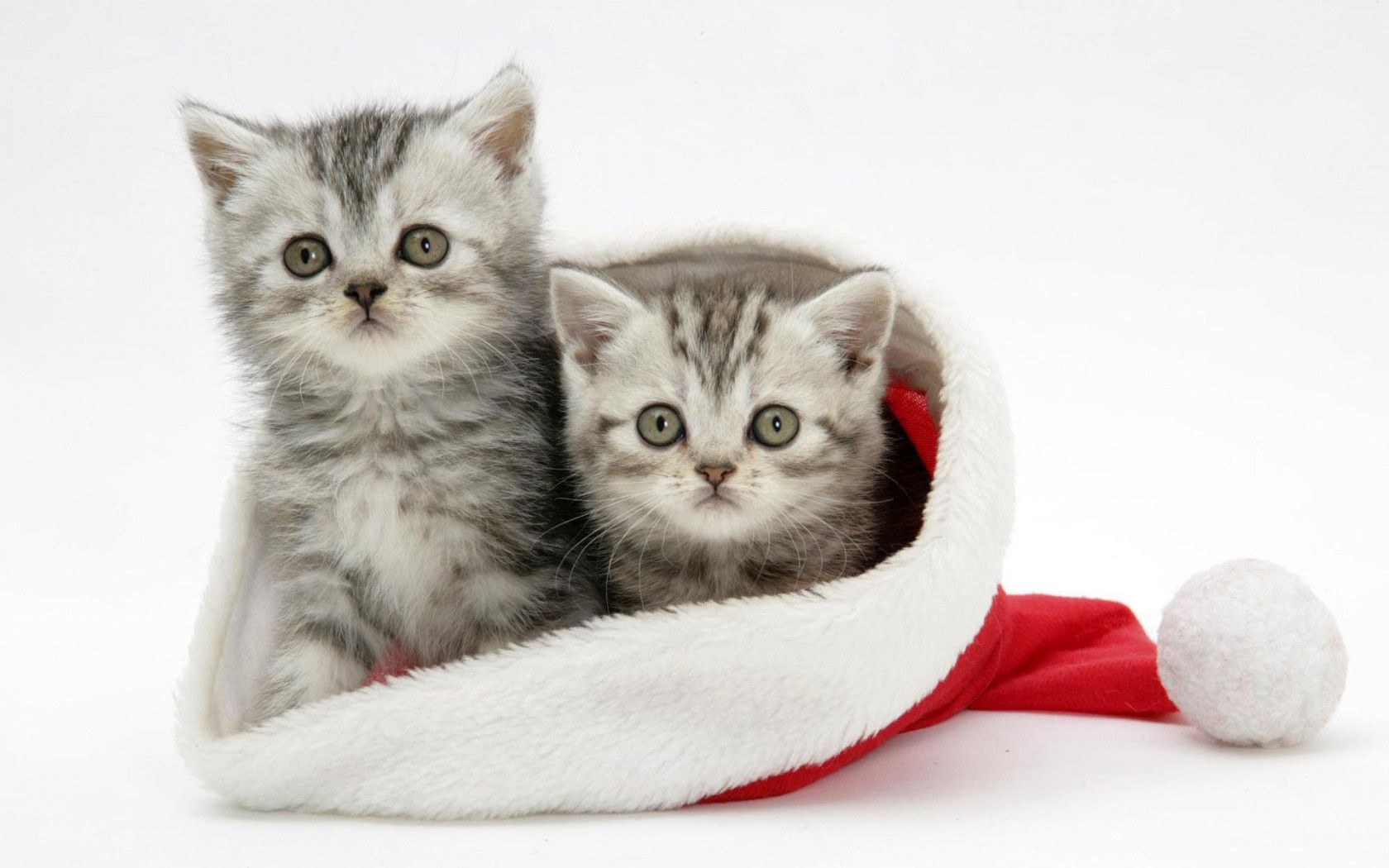 Cute Christmas Kittens HD desktop wallpaper, Widescreen, High Definition