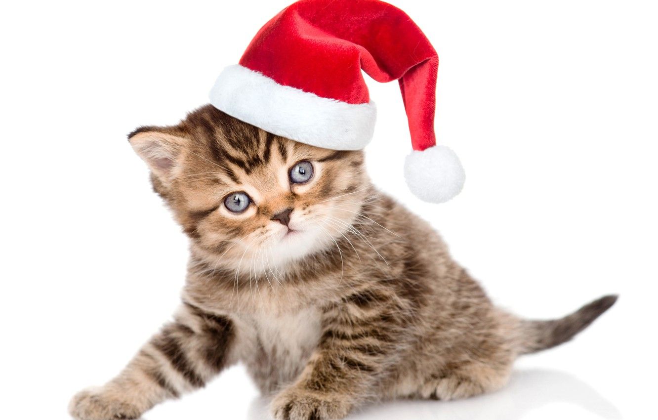 Wallpaper look, kitty, hat, small, Christmas, cute, Christmas, kittens image for desktop, section кошки