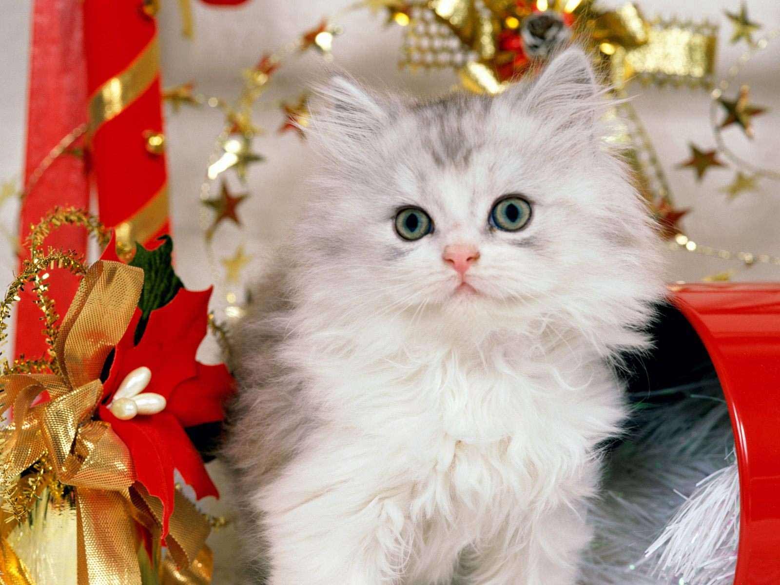 Free Christian Wallpaper: Cute Christmas Kitten Wallpaper