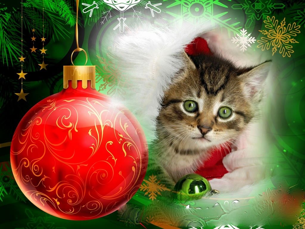 Christmas Cat Wallpaper Best Of Free Christmas Wallpaper Christmas Kitten Wallpaper for You of The Hudson
