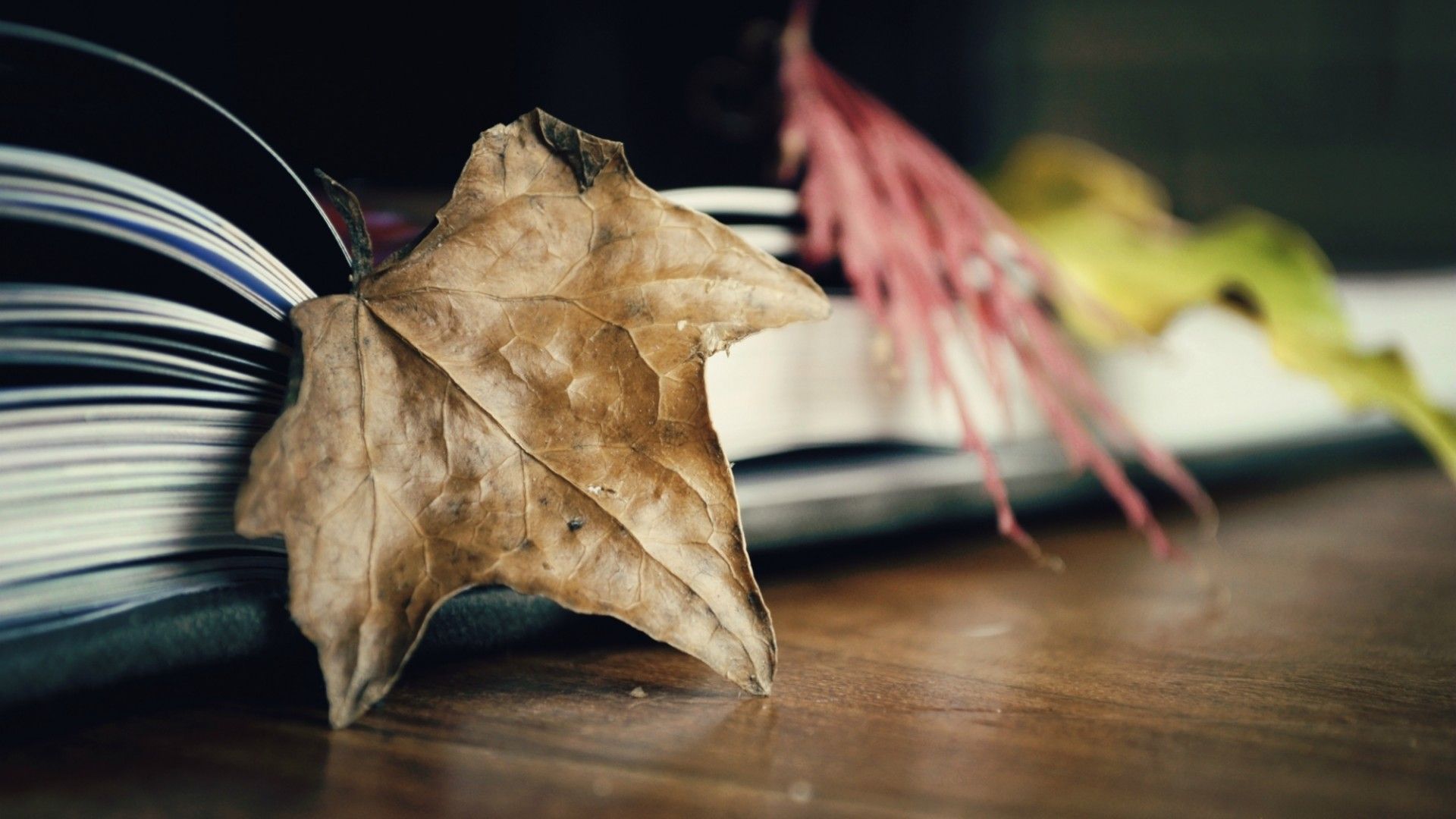 Download Wallpaper autumn macro sheet book leaf, 1920x Autumn maple leaves lie on open book