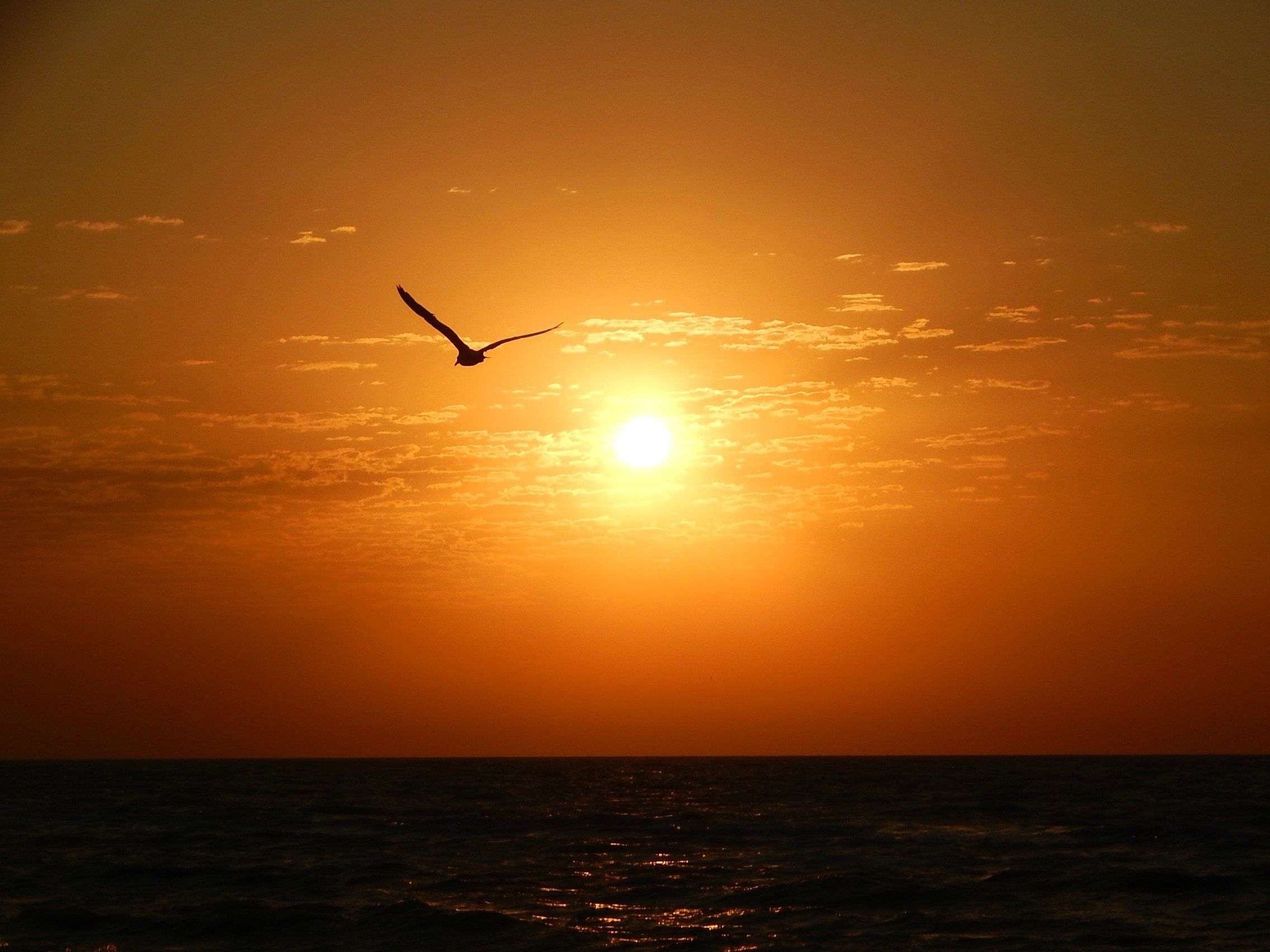 Morning sun sea seagull wallpaperx1704