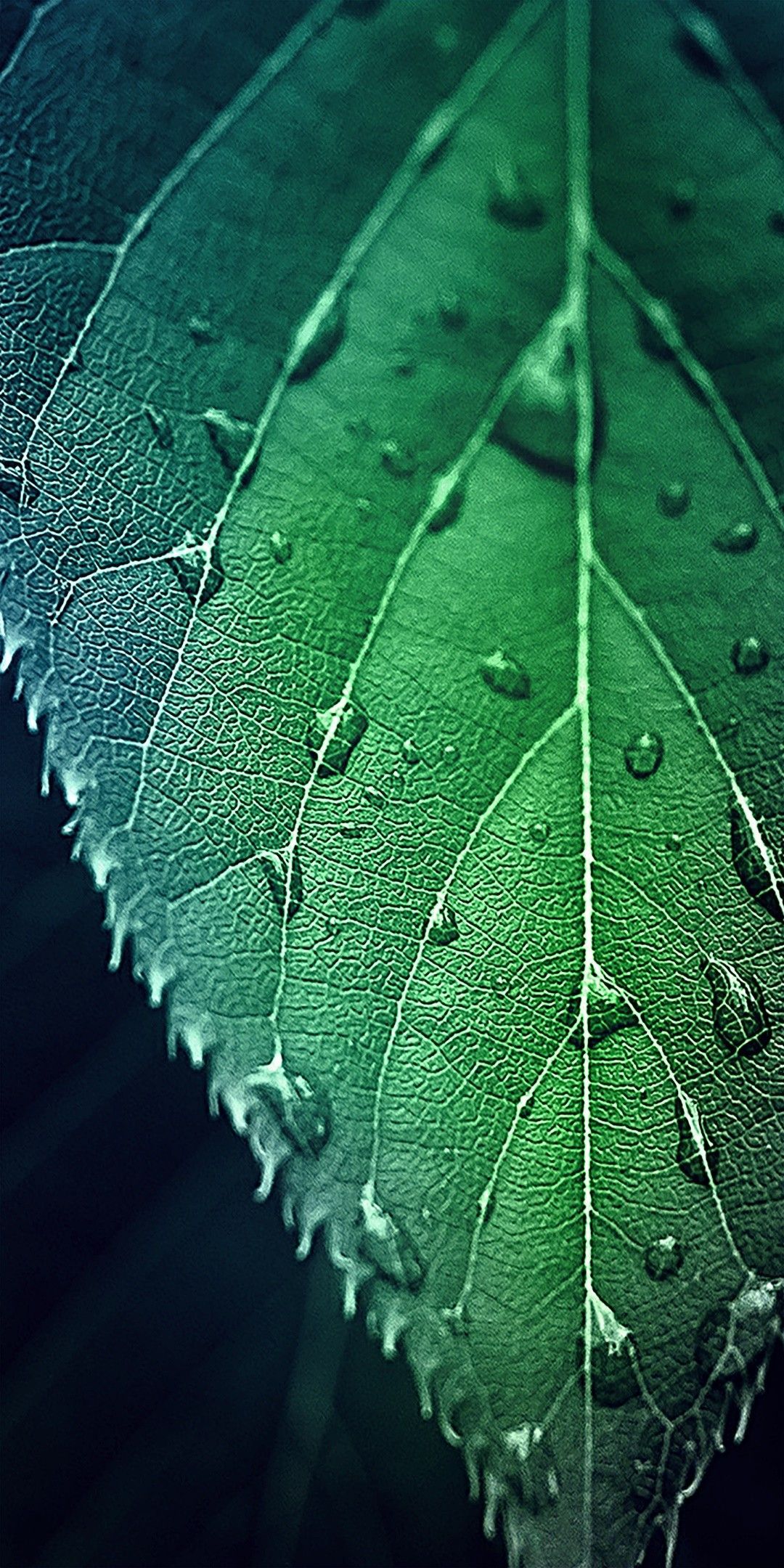 Hd leaf. New nature wallpaper, Leaf photography, Phone wallpaper