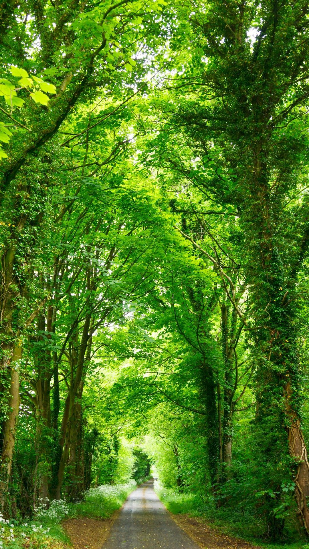 Deep Green Trees Phone Wallpaper Lockscreen HD 4K Android iOS. Nature picture, Beautiful landscapes, Nature image