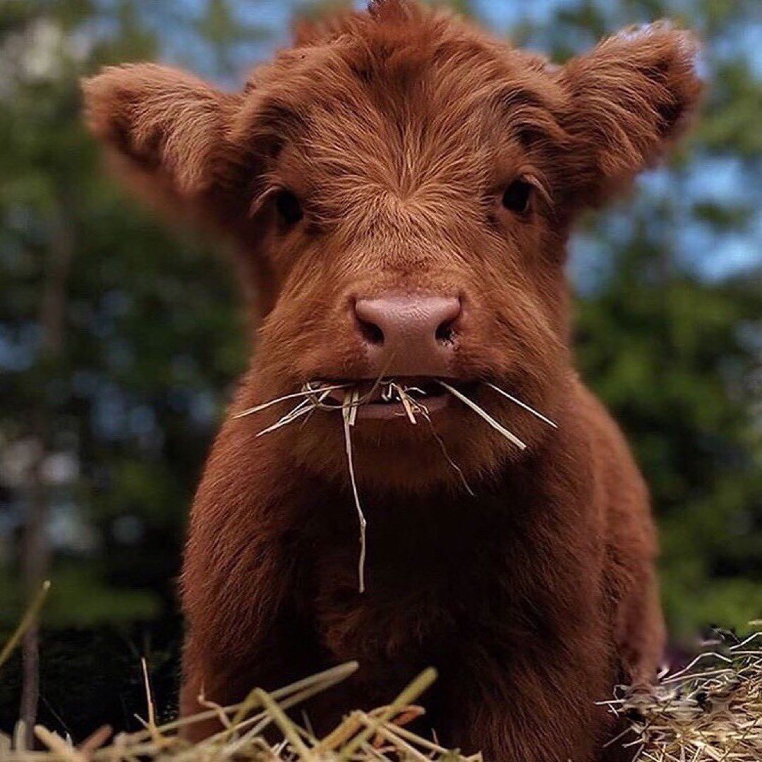 Horses. Pet cows, Baby cows, Cute baby cow