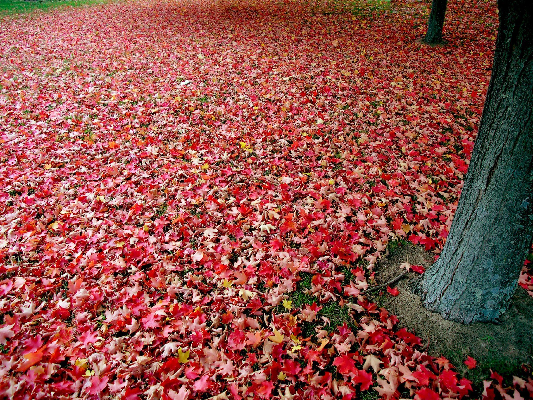 raking leaves leaves wallpaper, Autumn leaves, Red tree