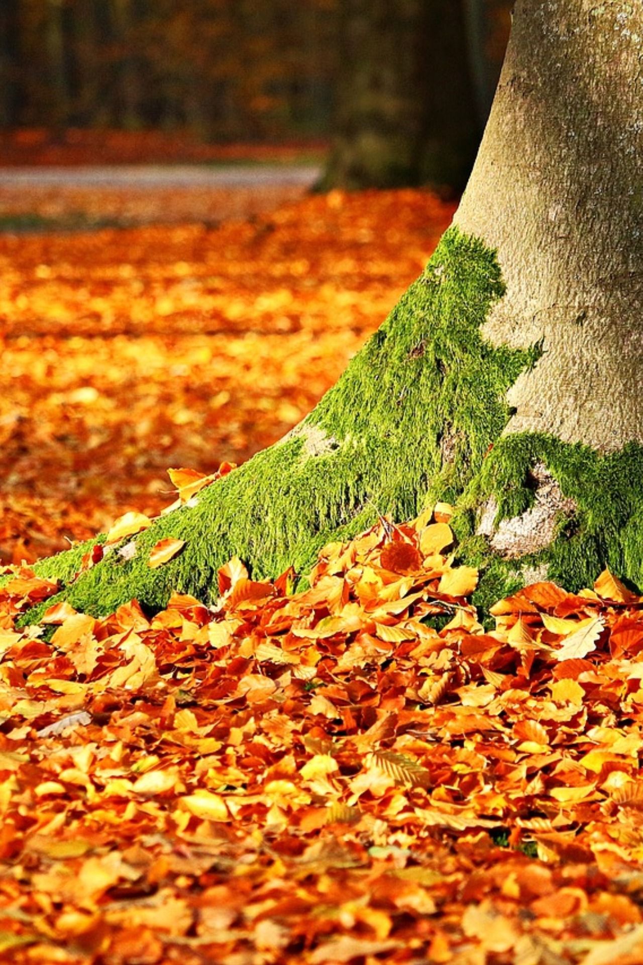 What To Do With Fall Leaves?. Fall wallpaper, Android wallpaper fall, Phone background