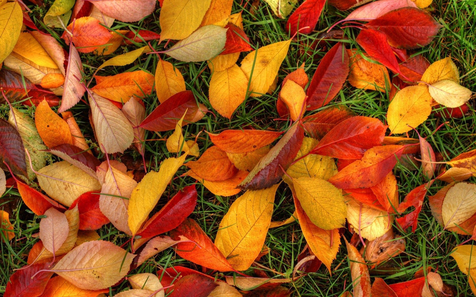 latest autumn leaves High Definition Wallpaper. Autumn leaves wallpaper, Autumn leaves, Nature