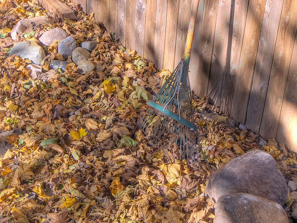 Leaf rake and autumn leaves