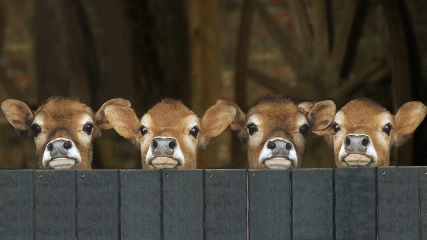 Free download Bing Image Jersey Cows Jersey cows in stable Juniors [1366x768] for your Desktop, Mobile & Tablet. Explore Bing Cute Wallpaper. Bing Wallpaper Cute Animal, Bing Animal Wallpaper