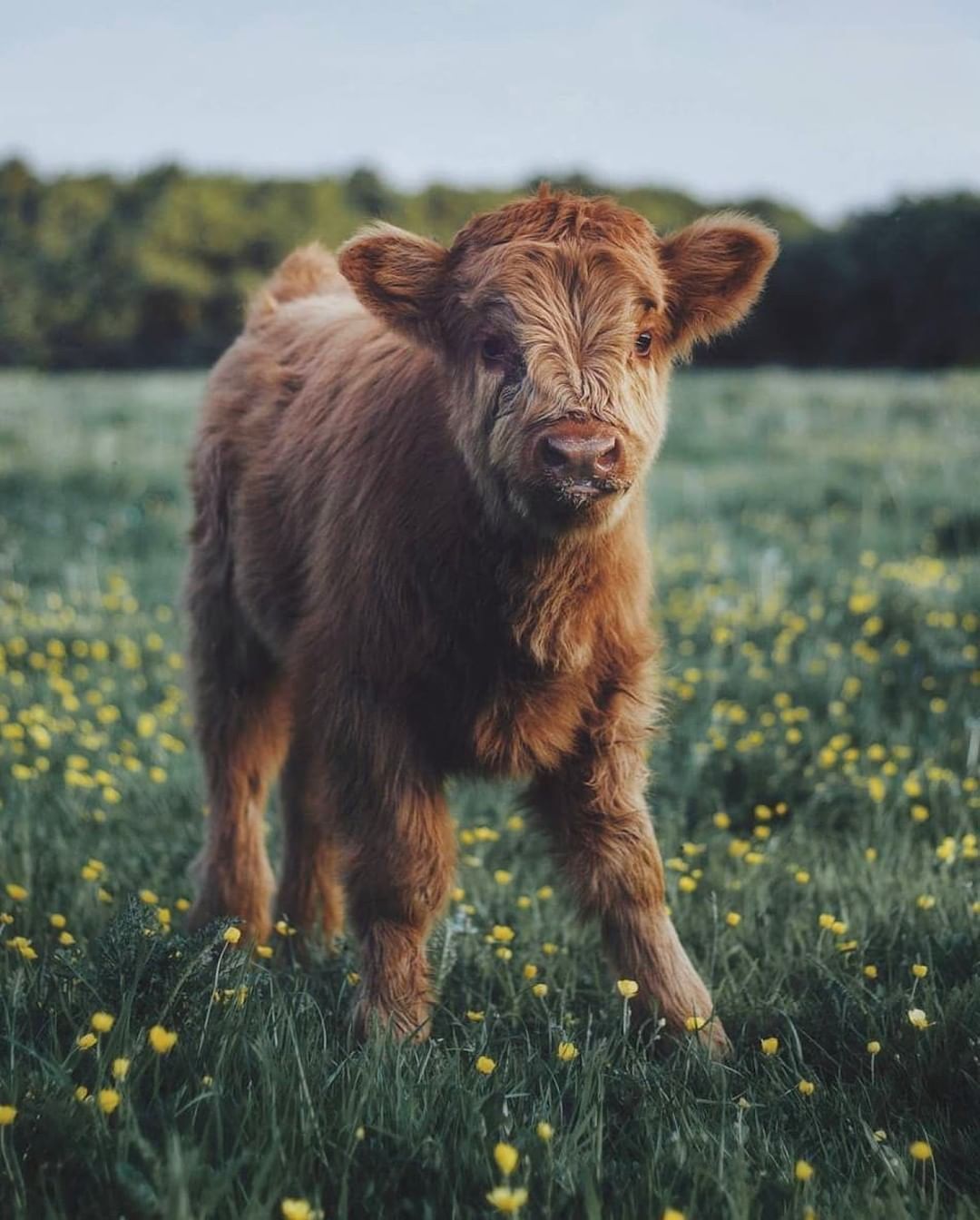 Top 97+ Pictures Cute Cow Wallpapers For Iphone Sharp