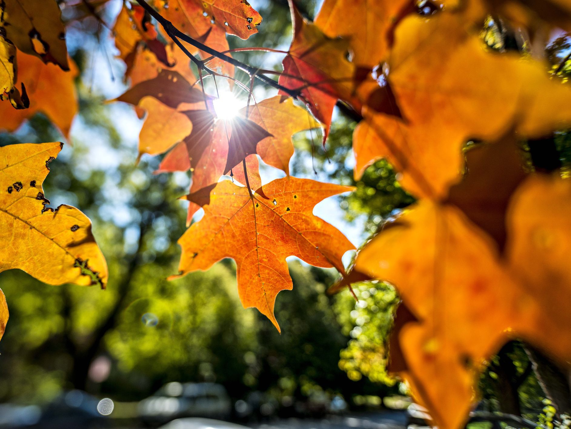 Things to Do With Fall Leaves