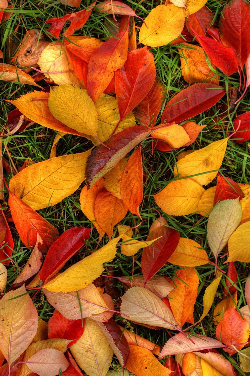 Wallpaper. Autumn leaves wallpaper, Autumn leaves, Nature