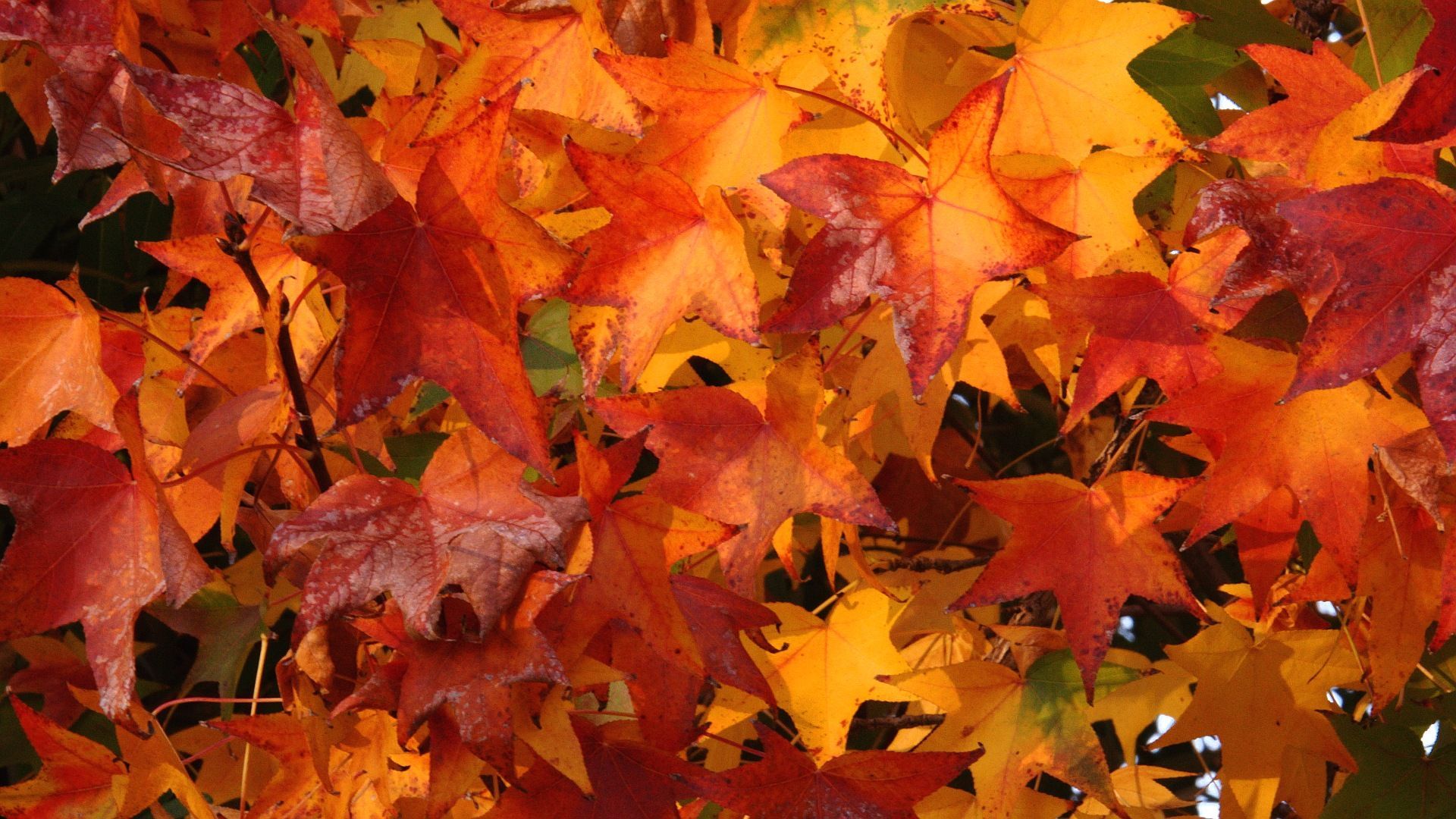 Fall Colors Background. Fall wallpaper, Autumn leaves wallpaper, Fall colors