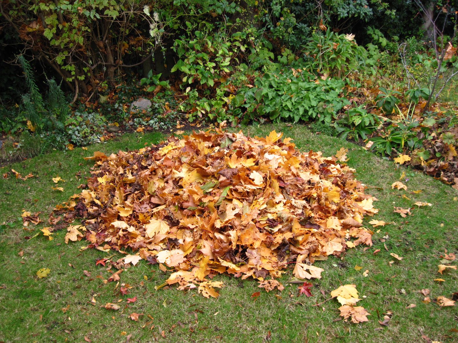 Too Many Leaves!. Audrey Driscoll's Blog