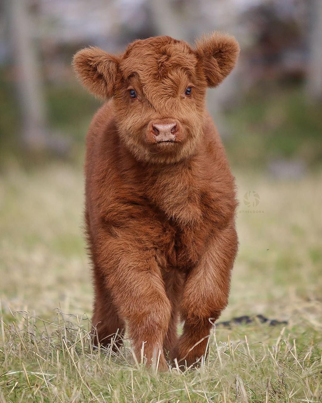 Highland Cattle calf