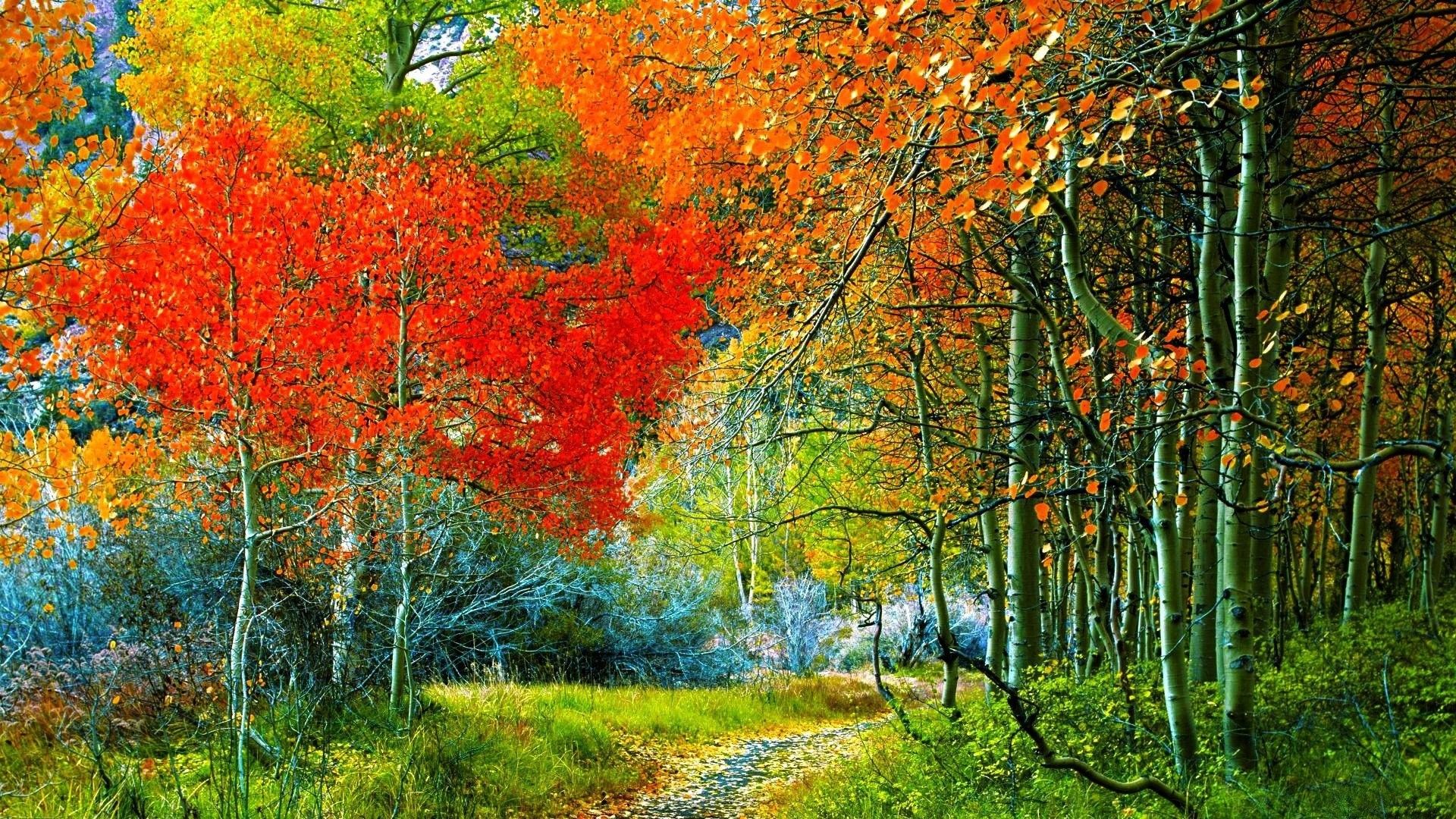 Trees, nature, Autumn, Ultra HD, Desktop Wallpaper, Natural, Mac BackgroundHD Wallpaper, Widescreen