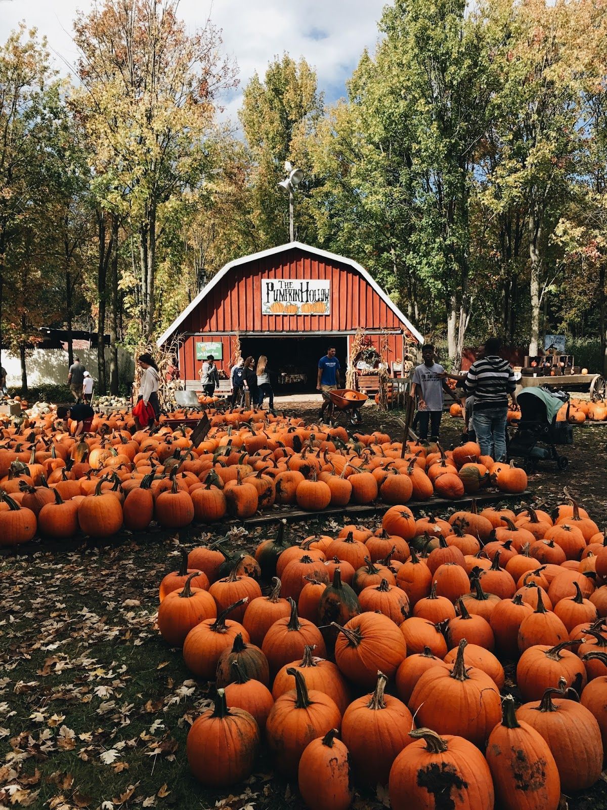 My friend and I found this pumpkin patch nearby and decided to take a trip there today. It was so much fun and so ador. Autumn aesthetic, Pumpkin, Pumpkin picking