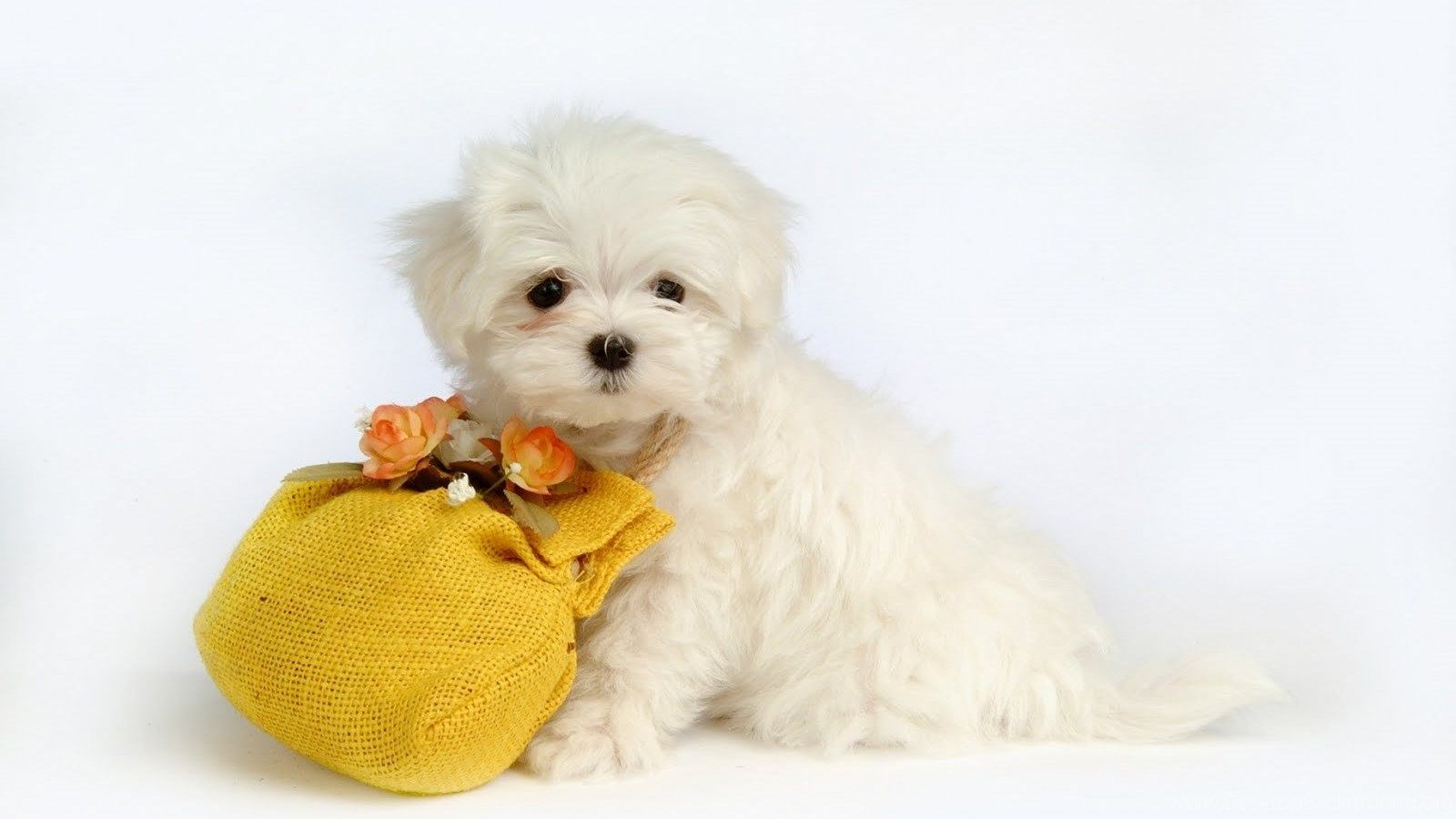 Cute Puppies Wallpaper For Halloween HD Funny Puppy Background. Desktop Background