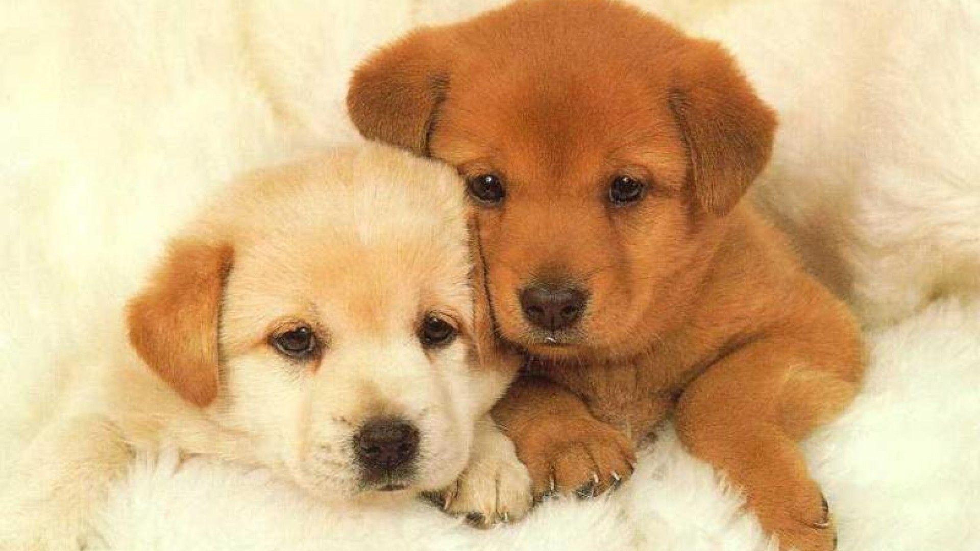 Puppies Wallpaper FREE Picture
