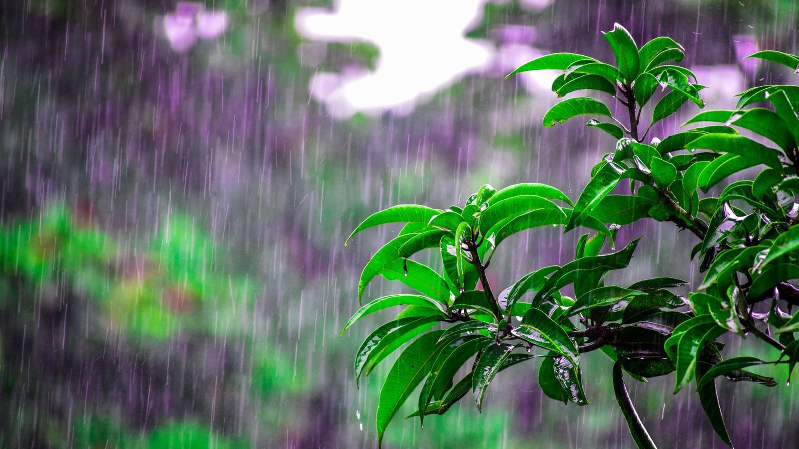 Rain Wallpaper