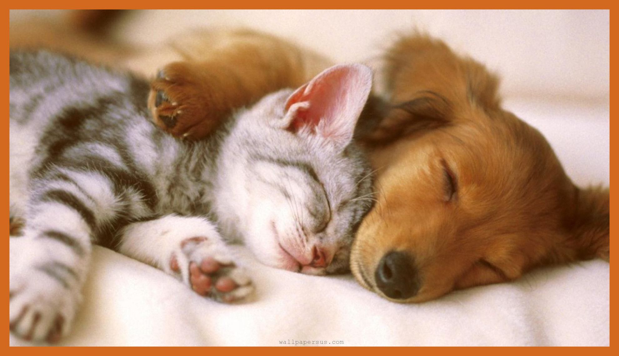 Fascinating Wallpaper Of Puppies And Kittens Best Games And Puppies And Cats And Kittens
