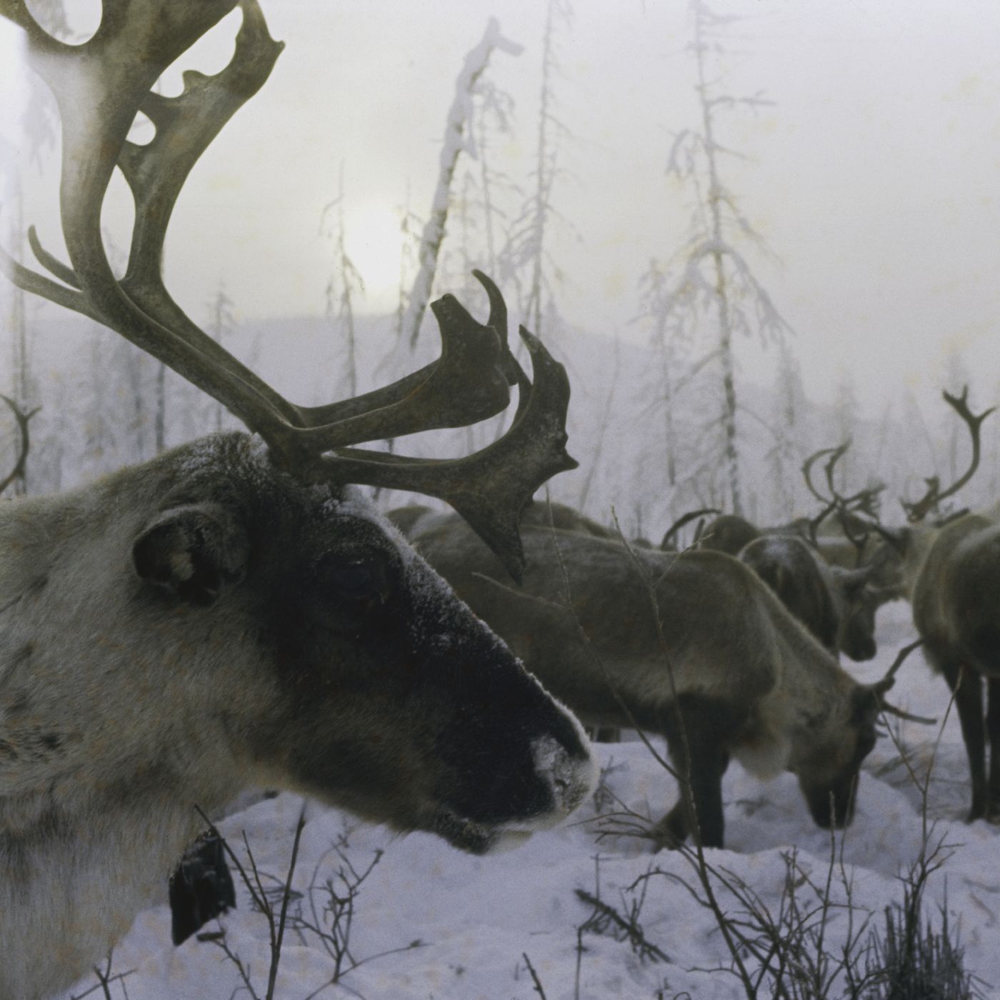 Arctic reindeer and caribou have declined by more than half