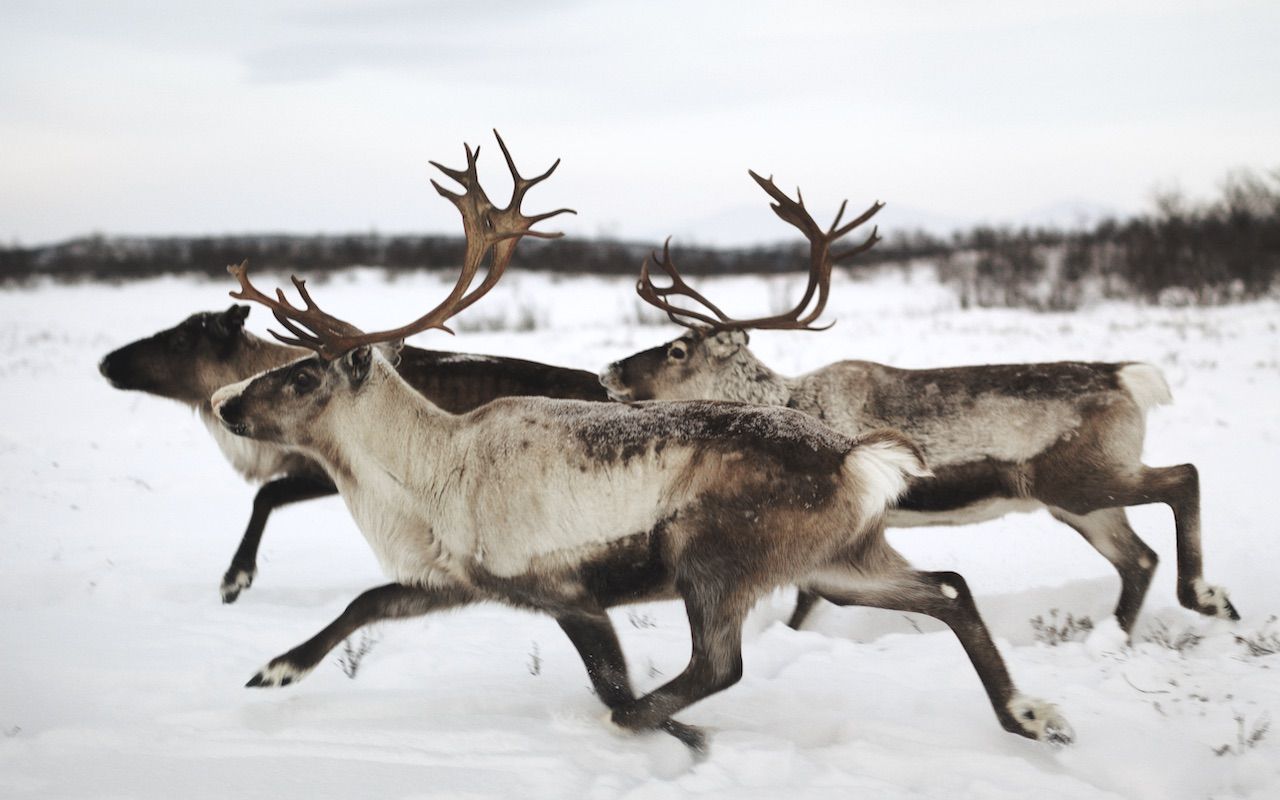 Winter's work: The thrilling chase of Arctic reindeer