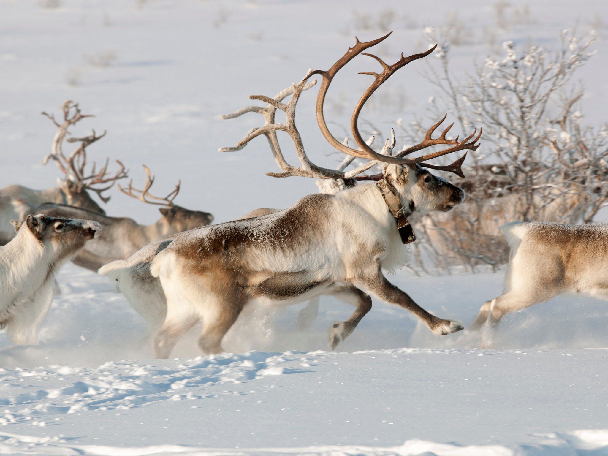 Arctic Reindeer Wallpaper Free Arctic Reindeer Background