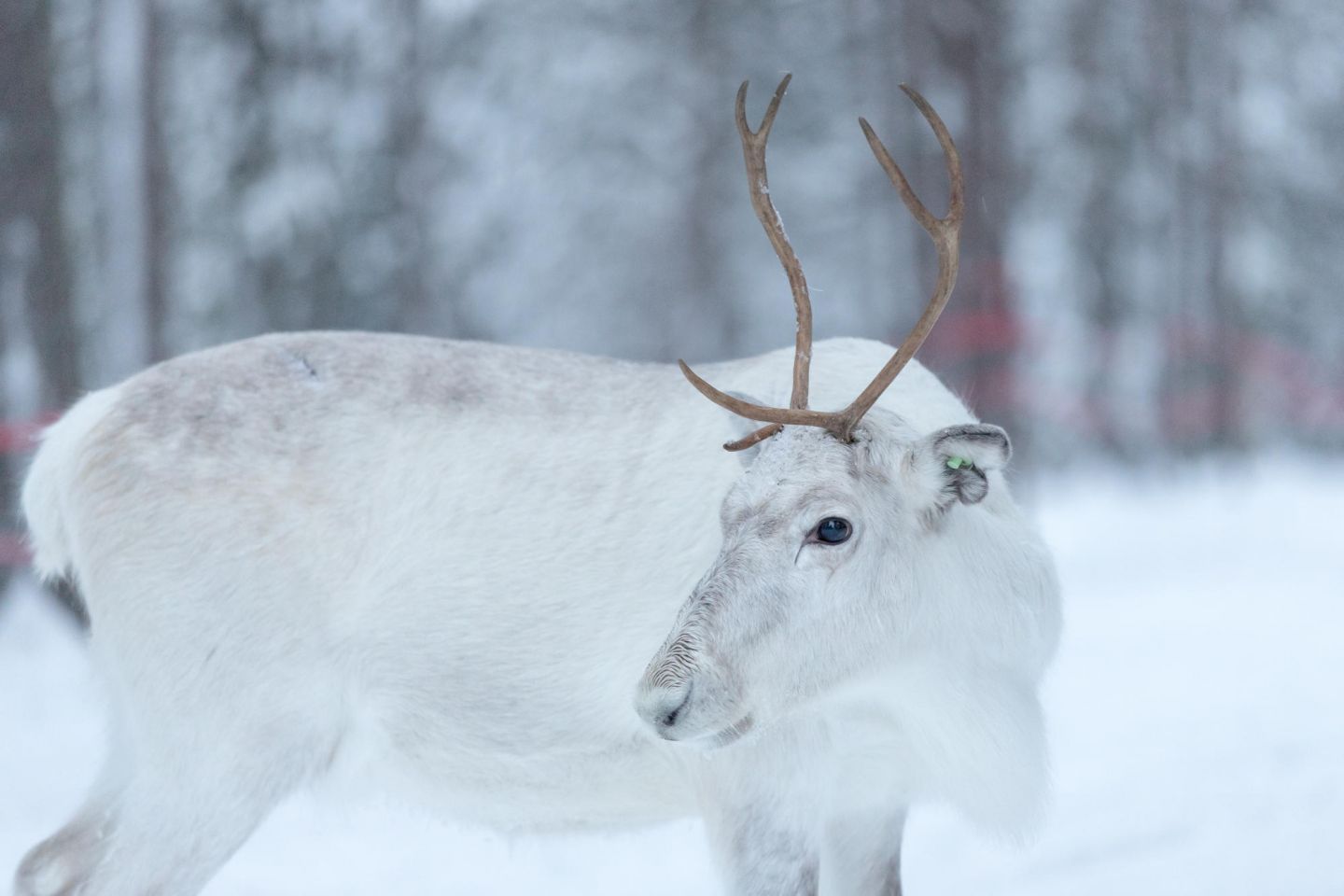 Authentic Arctic on a Sámi Reindeer Farm. Visit Finnish Lapland
