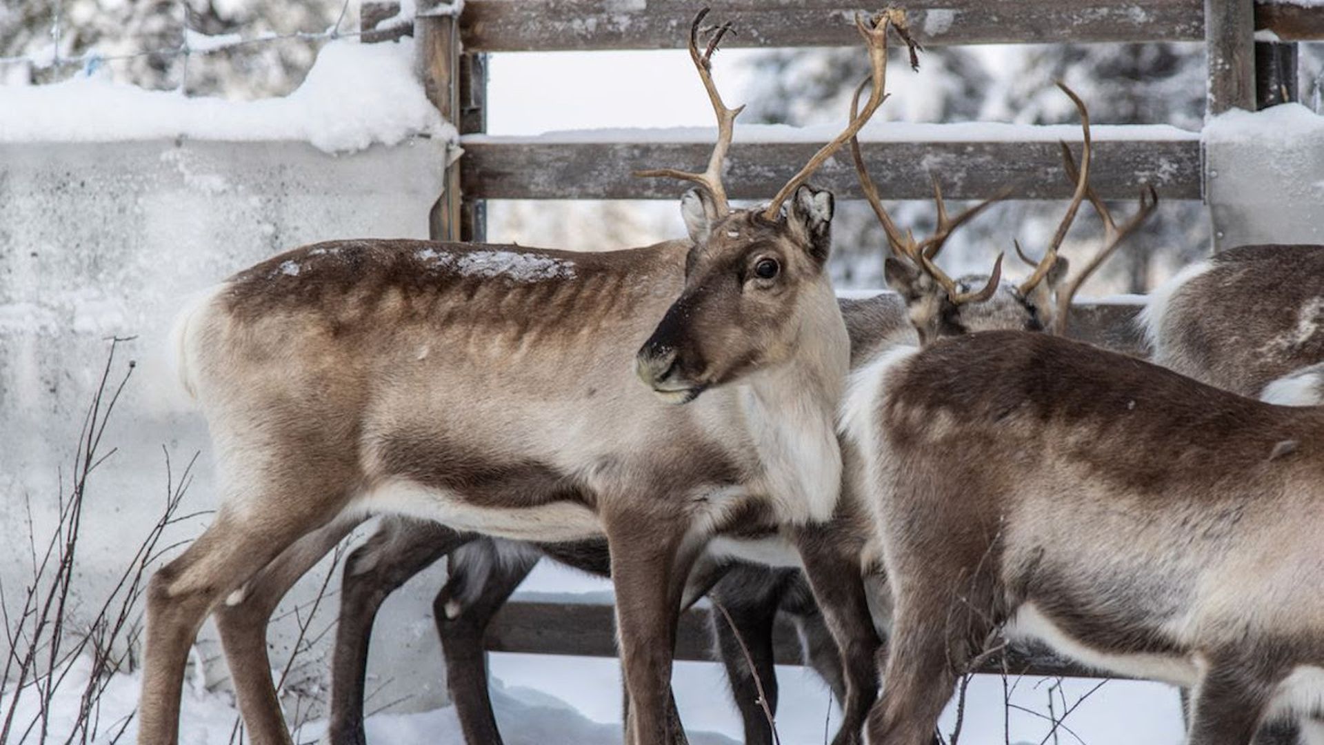 Extreme weather chokes off reindeer food supply in Swedish Arctic
