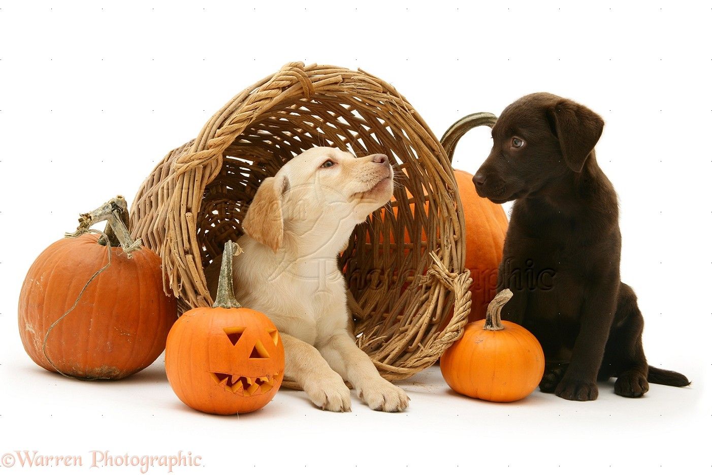 Halloween Puppies And Kittens Wallpapers - Wallpaper Cave