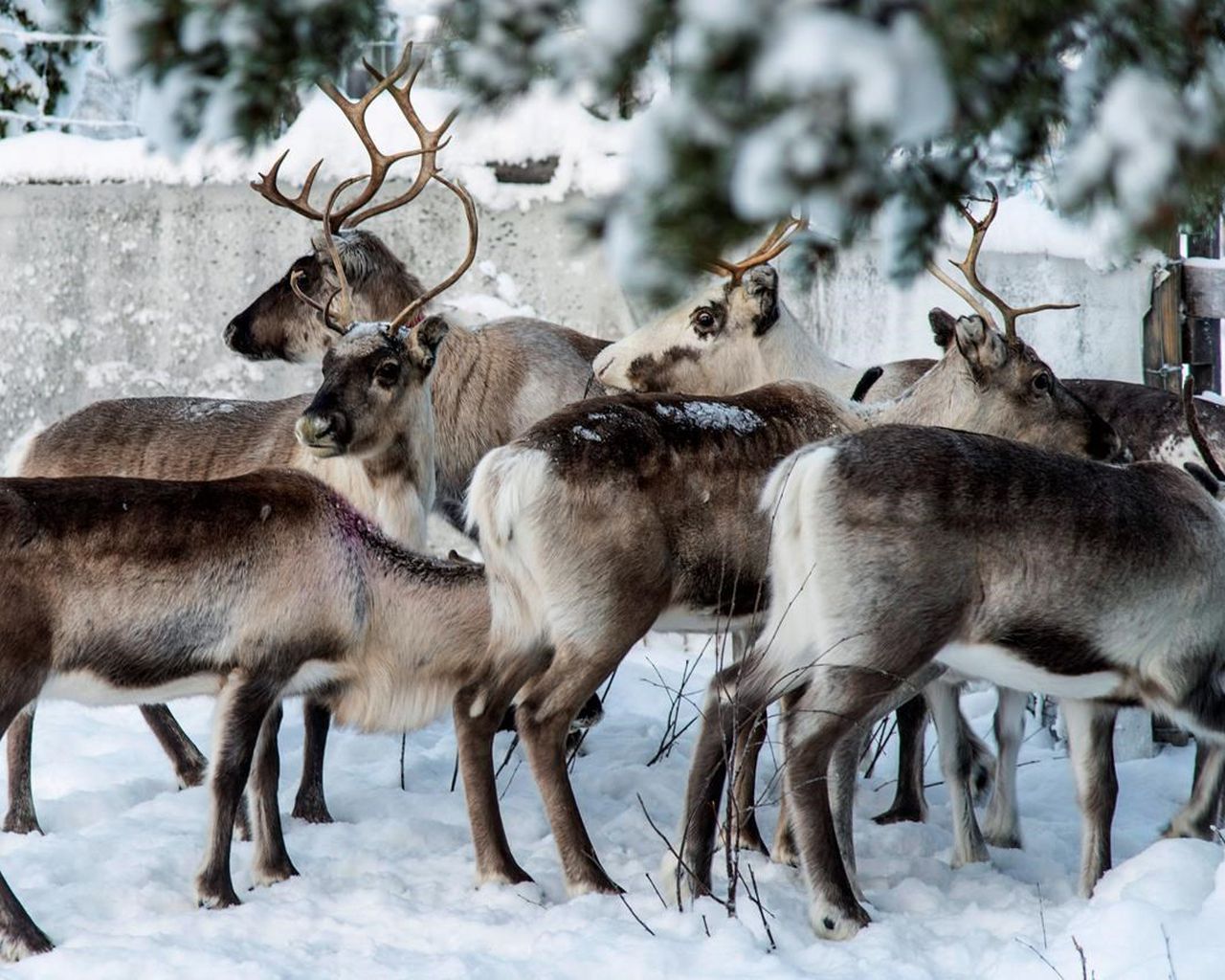 In Sweden's Arctic, ice atop snow leaves reindeer starving