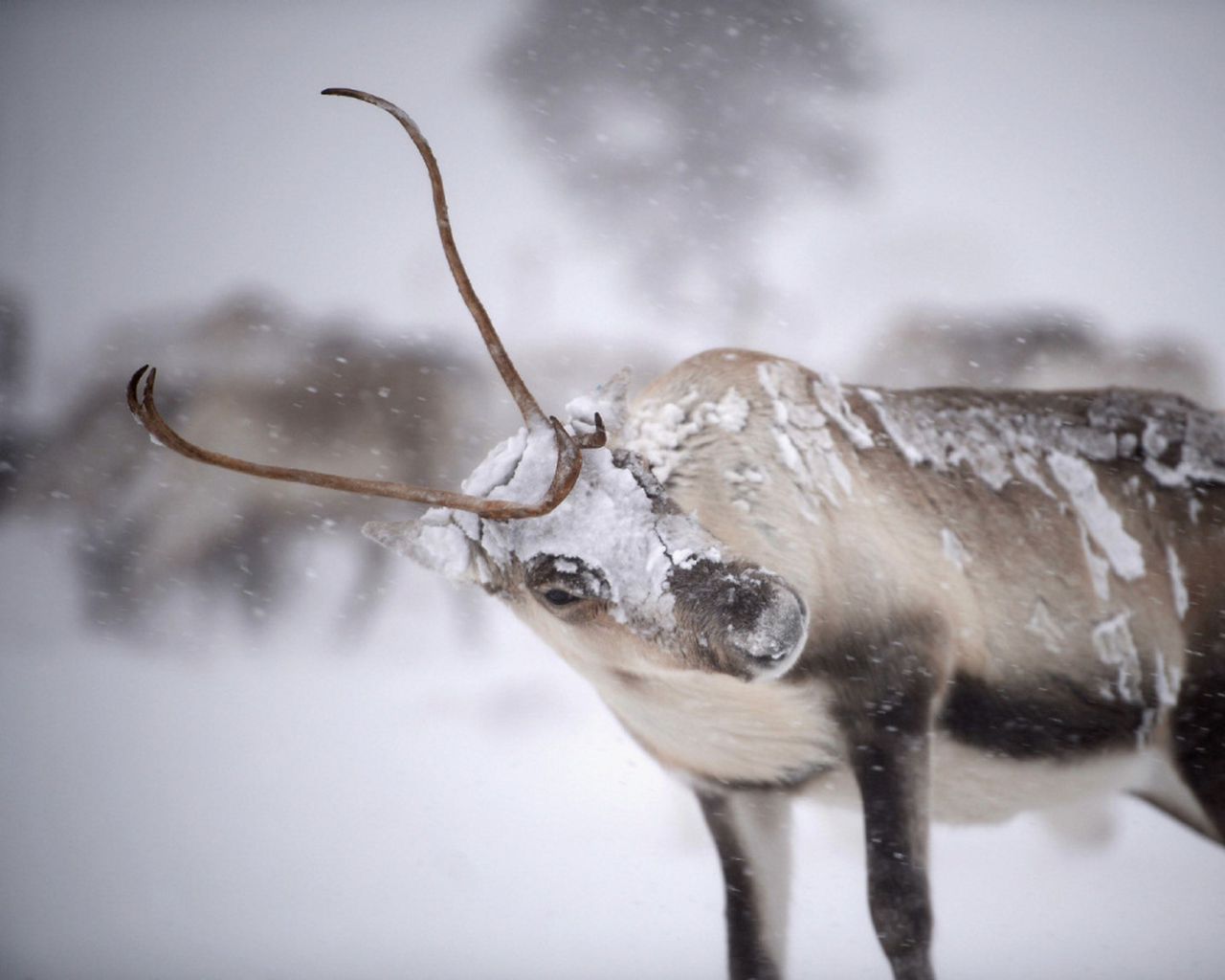 Conservatives eye Arctic reindeer reserve for oil and gas exploration
