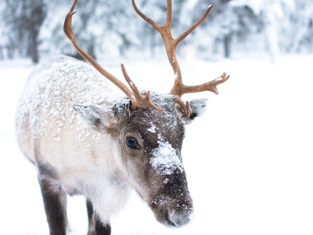 Best Places to Escape to This Winter. Animals, Reindeer, Caribou
