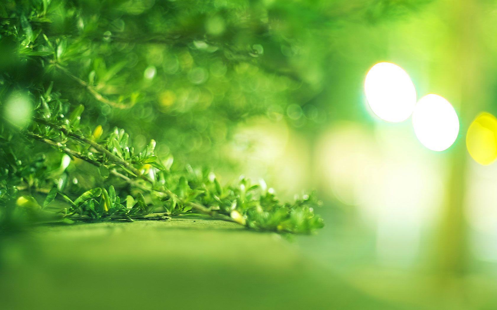 Herbal Wallpapers Wallpaper Cave