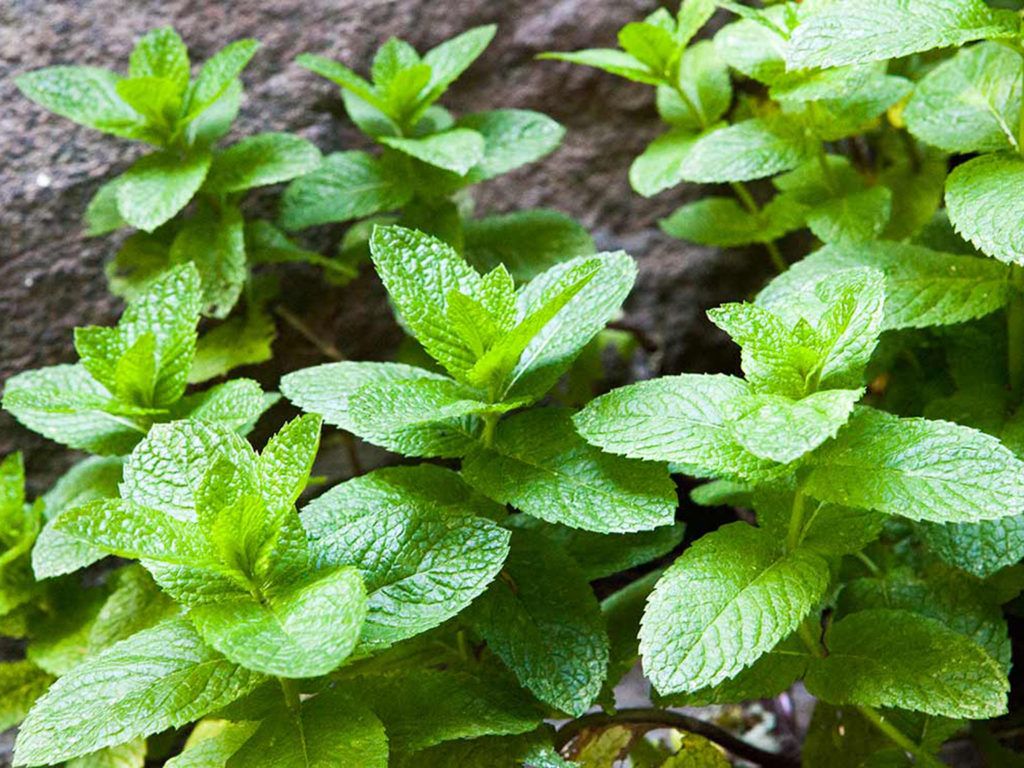 Herbs Herbal Herbs With Flavor On Peppermint Ultra HD Wallpaper 3840x2400, Wallpaper13.com
