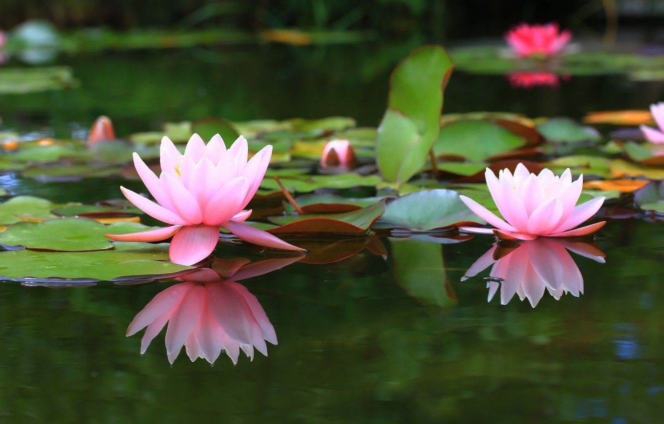 Water Lilies Wallpapers - Wallpaper Cave