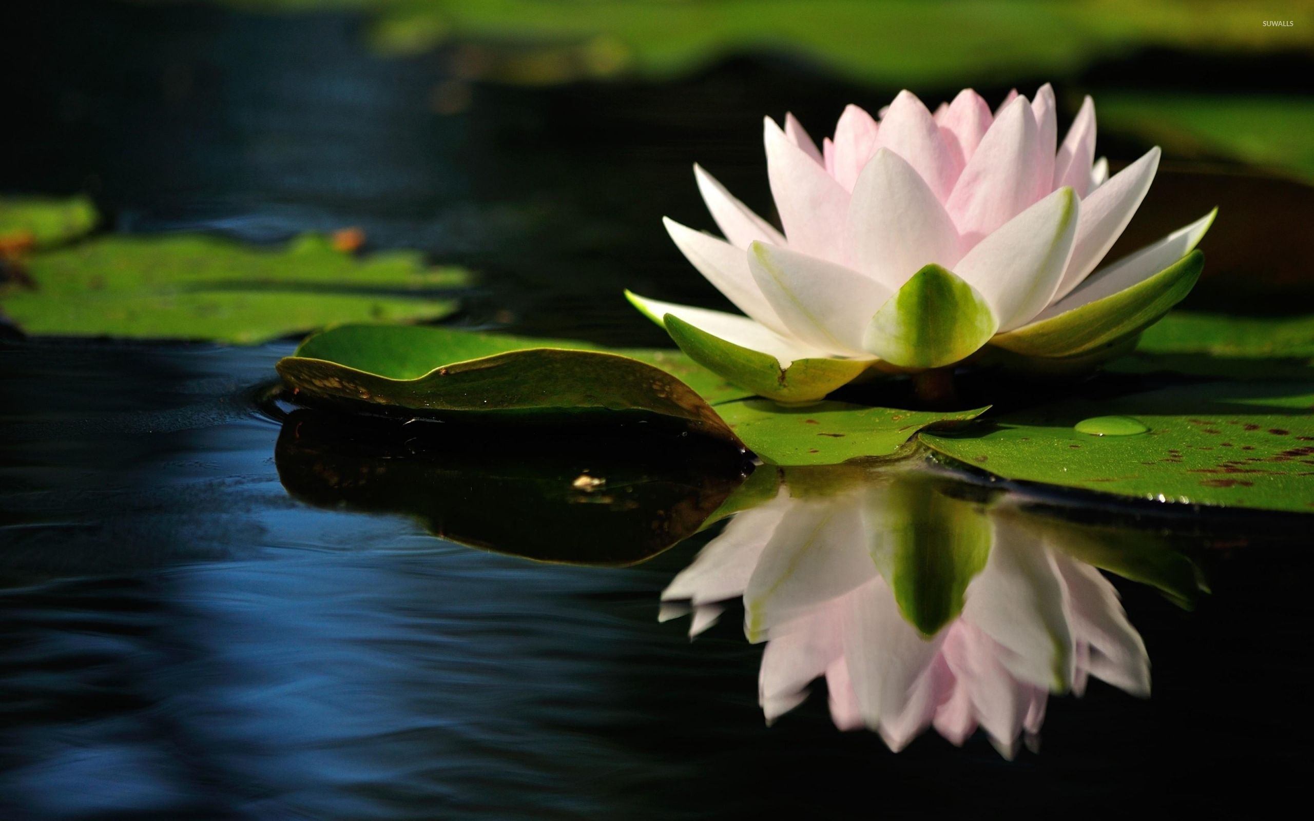 Water lily [12] wallpaper wallpaper