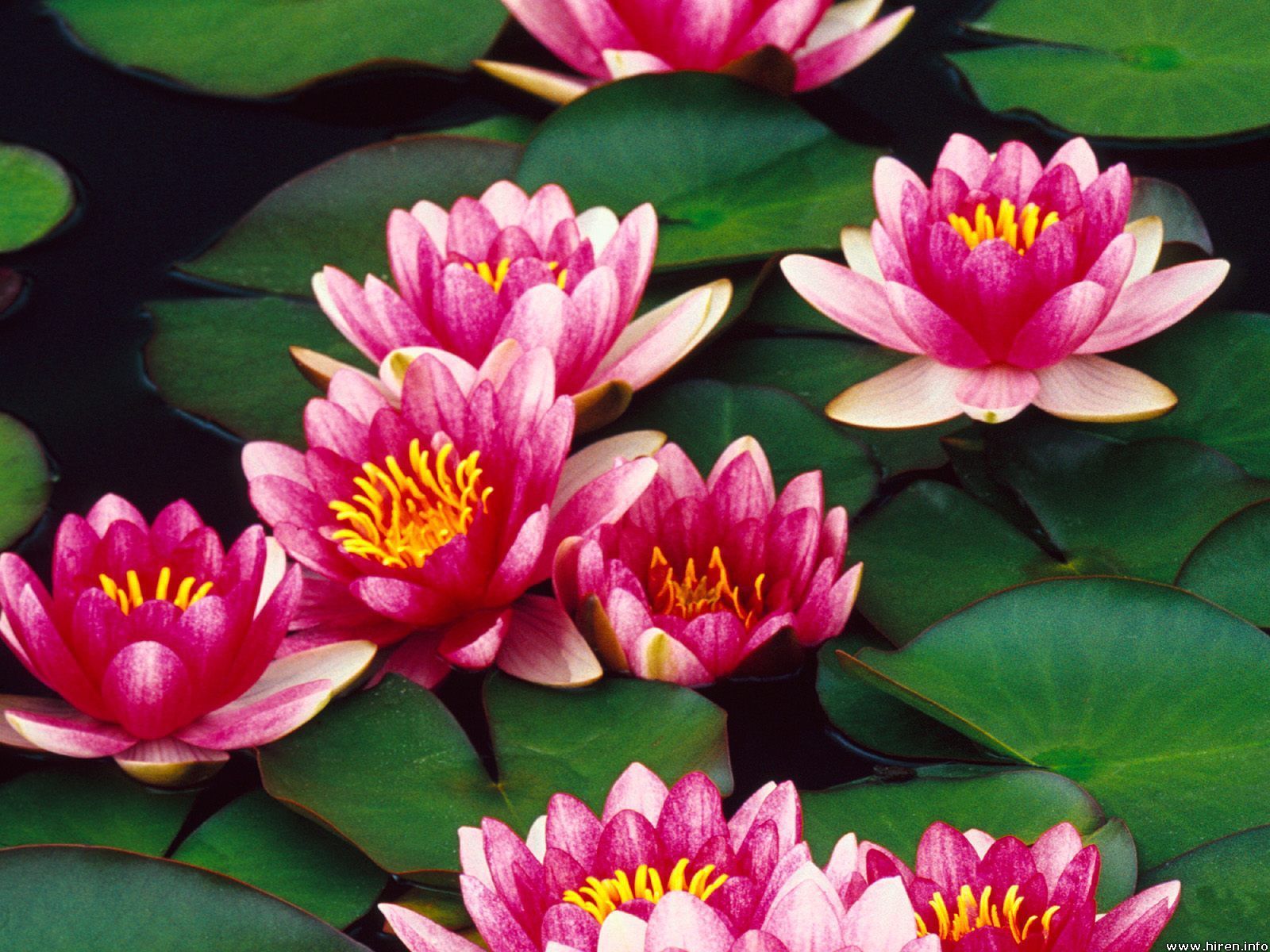 Desktop Wallpaper Flowers Background Water Lilies. Water lilies, Lily wallpaper, Rose flower wallpaper