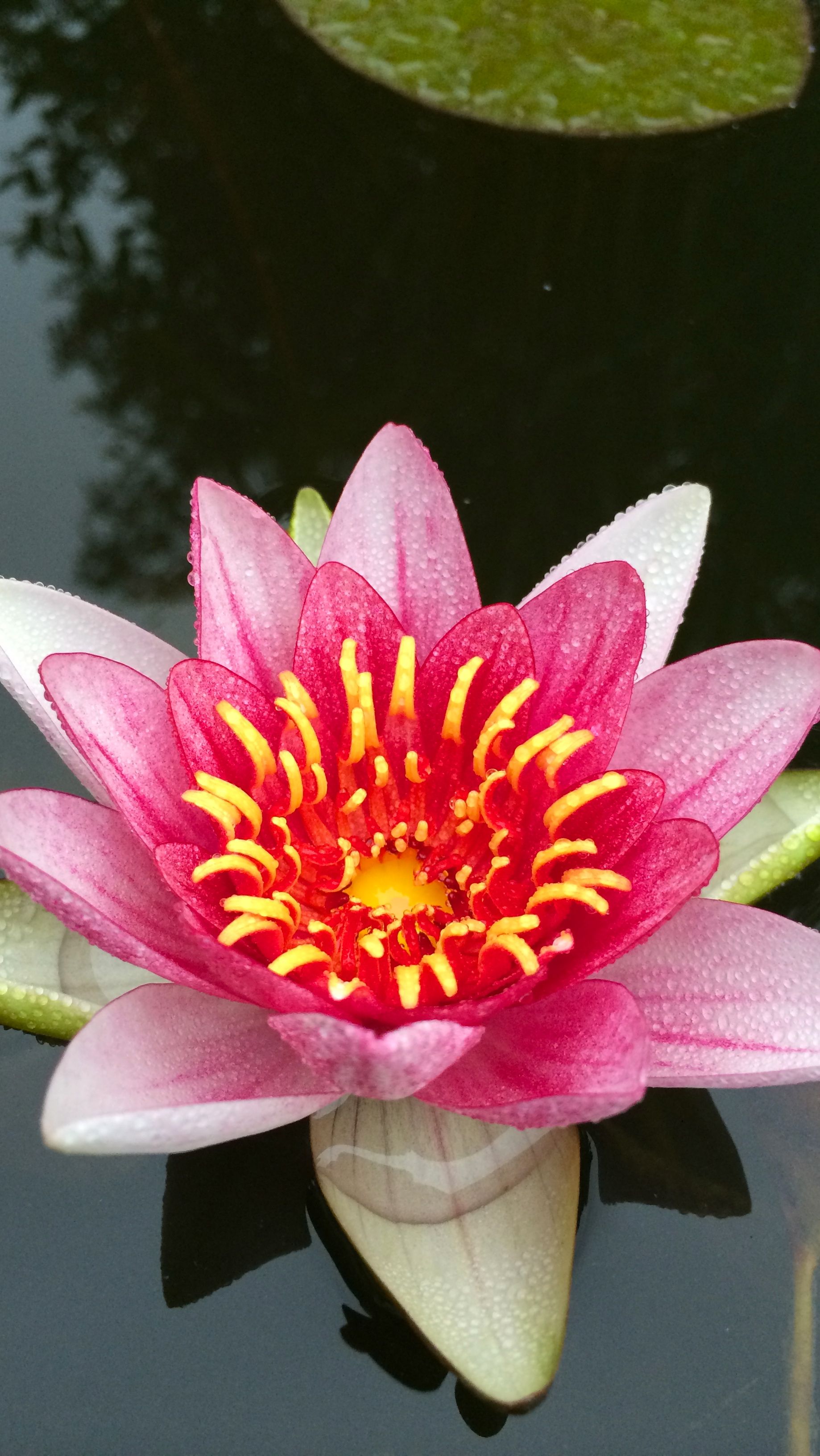 Wallpaper of the week: the water lily